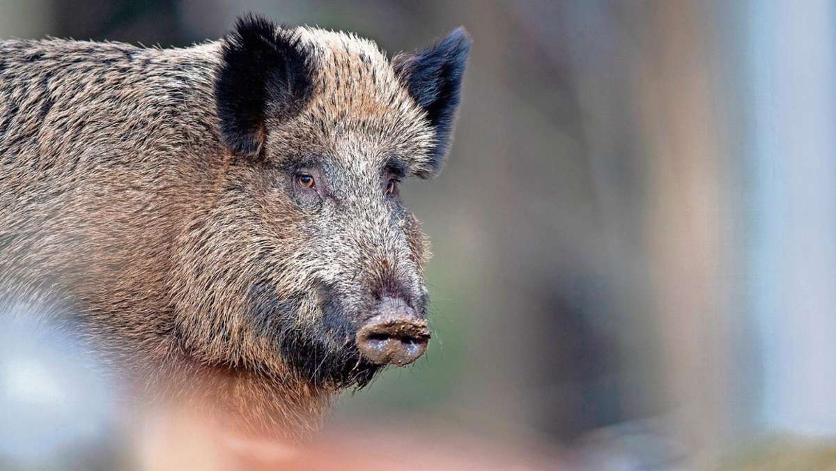 Frauenwald: Kollision mit Wildschwein: Fahrer bleibt unverletzt, Tier verendet