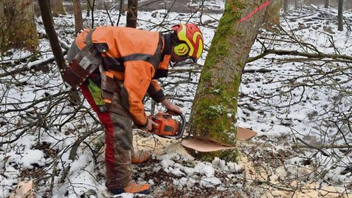 Hildburghausen: Fast 15000 Euro aus dem Wald in die Gemeindekasse