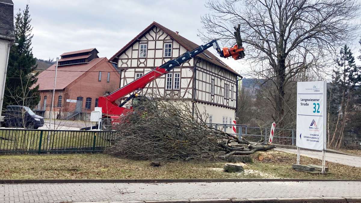 Baumfällungen in Ilmenau: Amtsleiter: „Baurecht geht vor Baumrecht“