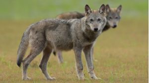 Totes Tier bei Verkehrsunfall in Hämbach war Wolf