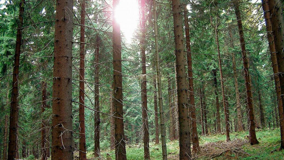Meiningen: Holzverkauf ja, Holzleseerlaubnis nein