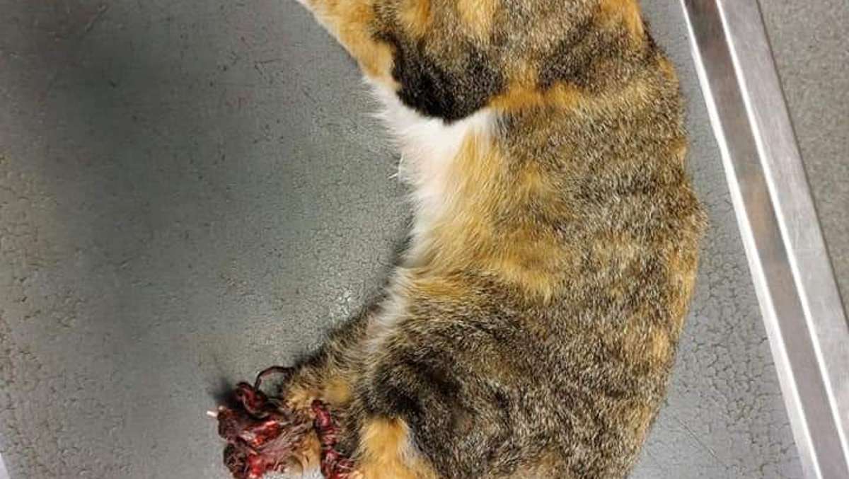 Thüringen: Abgehackte Hinterbeine: Unbekannte verstümmeln Katze brutal