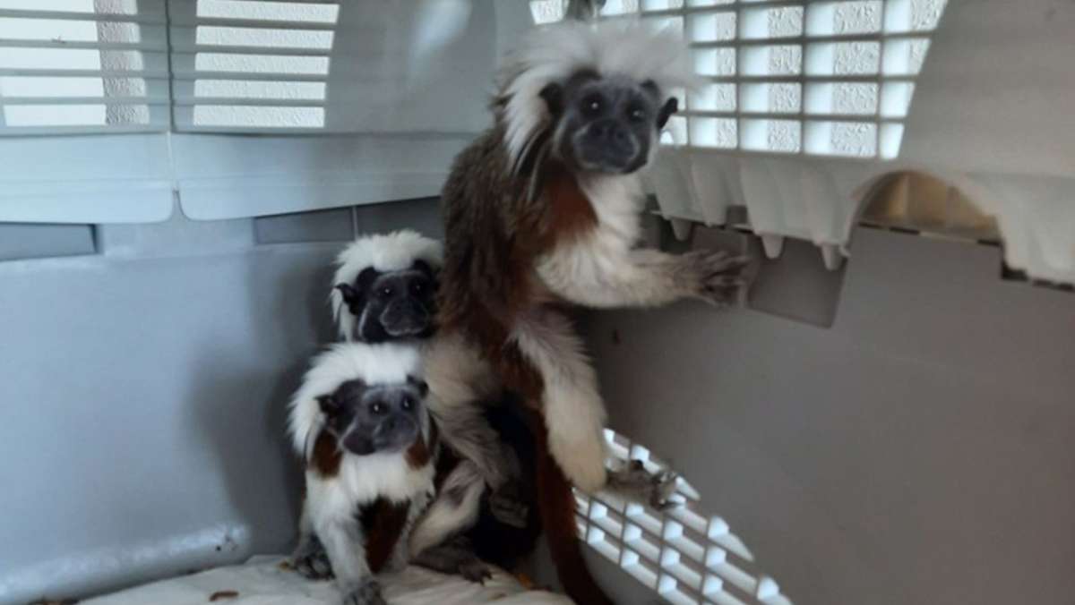 Handel mit streng geschützten Tieren: Polizei stoppt Affenhändlerin