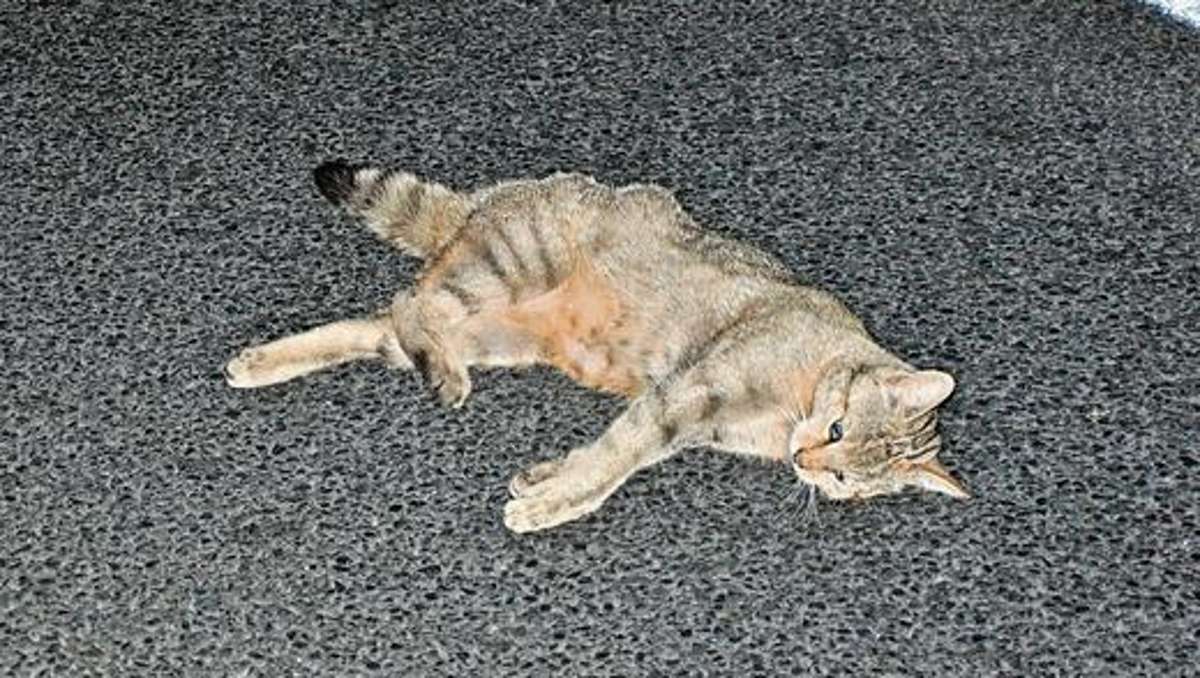 Bad Salzungen: Wildkatzen-Mutter jämmerlich verendet