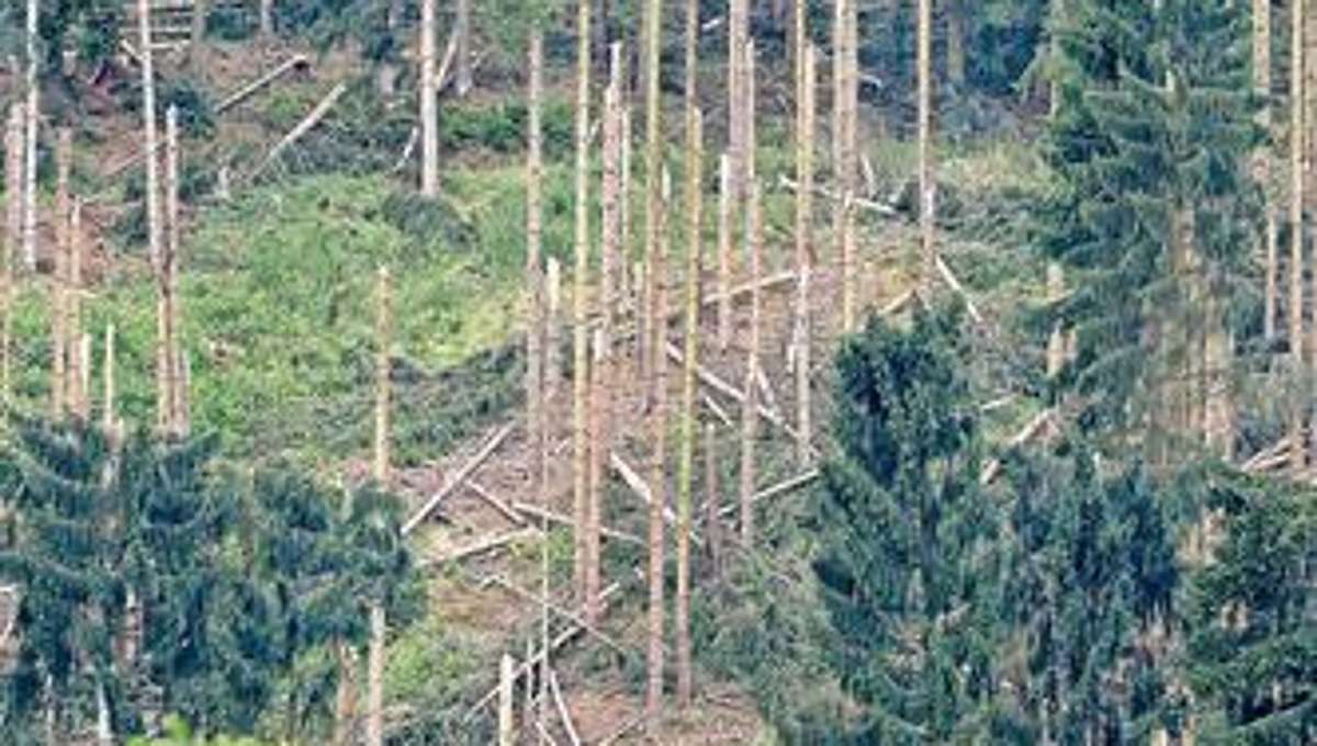 Hildburghausen: Tornado knickt Bäume um