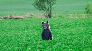 Tiere: Bären verbreiten zunehmend Angst in der Slowakei