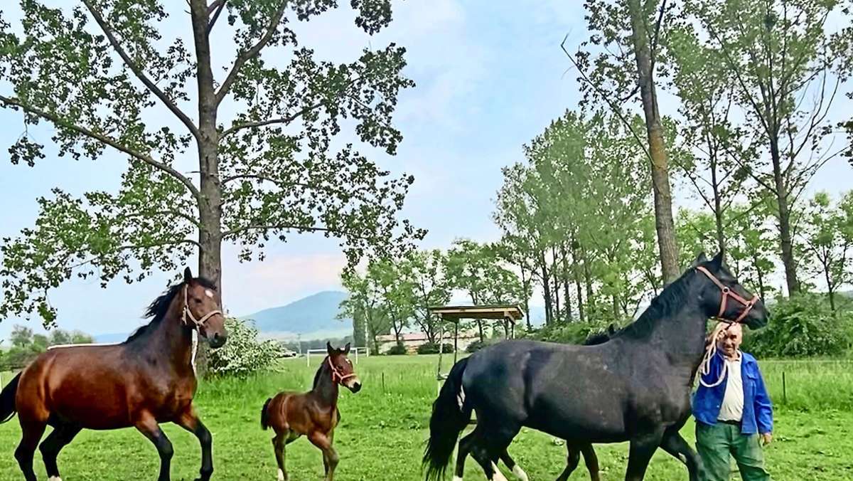 Pferdezucht in der Rhön: Fit für die Fohlenschau