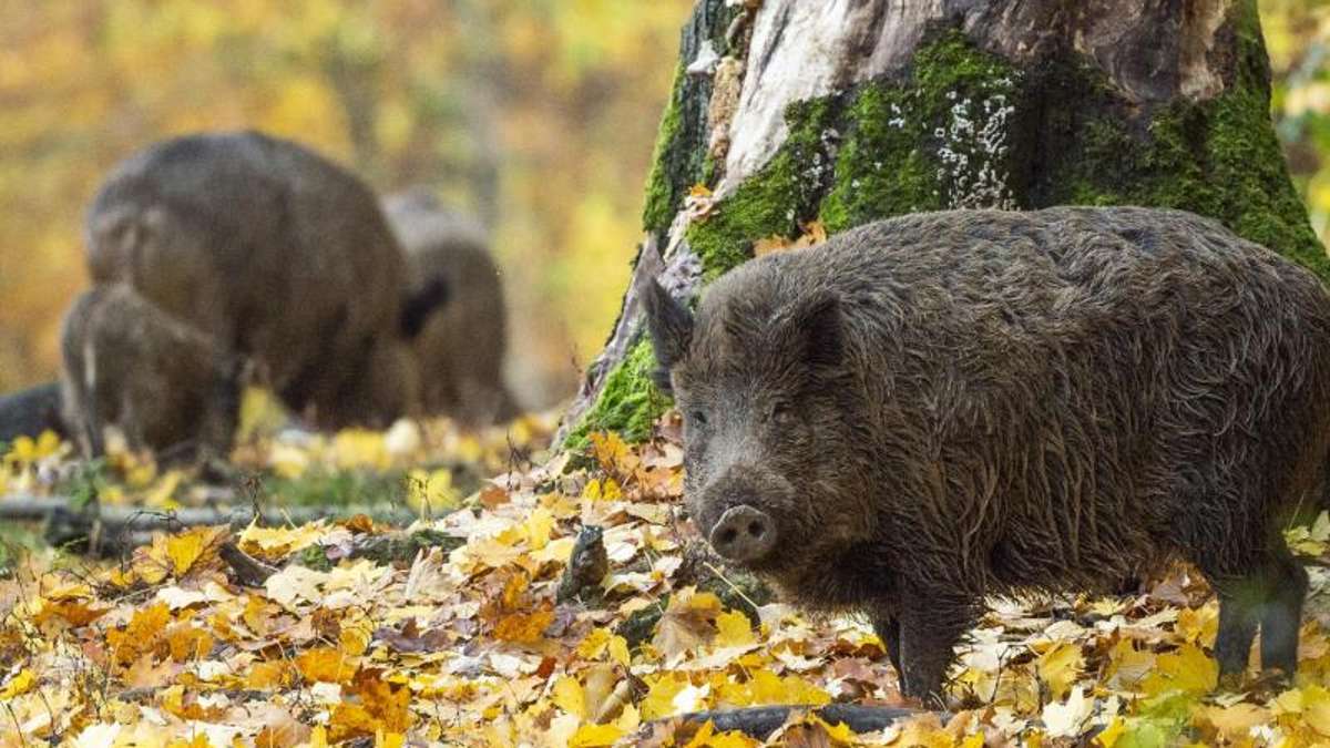Thüringen: Große Nachfrage nach Jagdprämien für Wildschweine