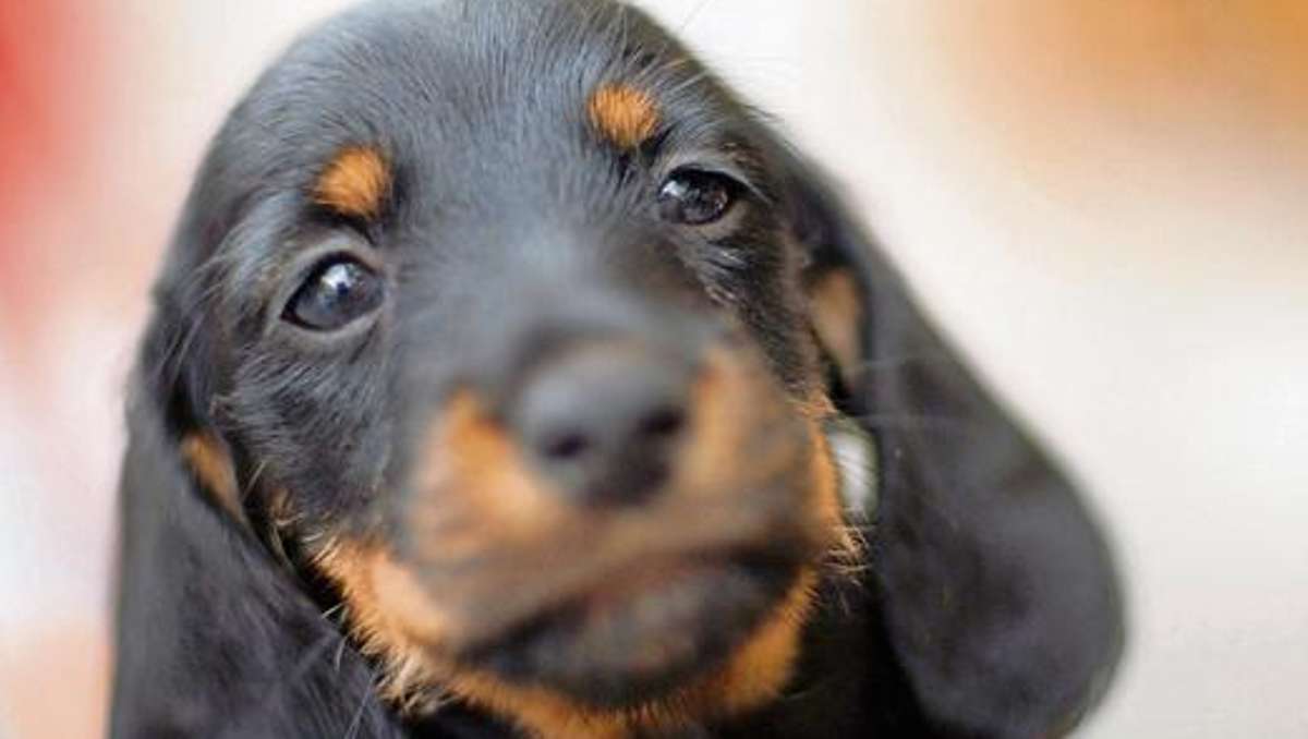 Bad Salzungen: Dackel durch anderen Hund schwer verletzt - Belohnung ausgesetzt