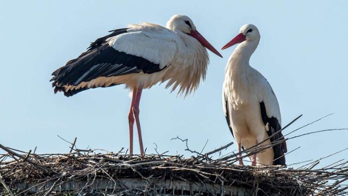 Tierpark Gotha wegen Verdacht auf Vogelgrippe geschlossen
