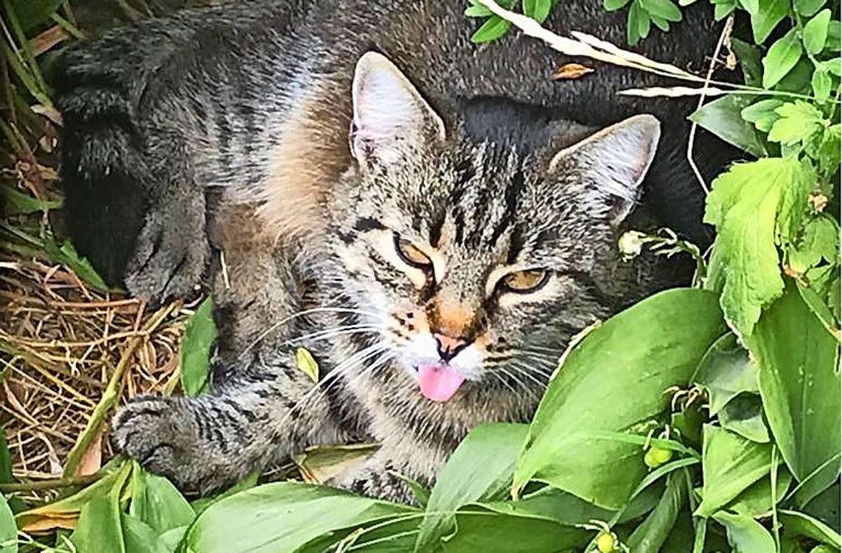 Kätzchen Petra aus Walldorf sieht aus, wie ein Opfer der derzeitigen Sommerhitze. Hat sie Durst oder streckt sie die Zunge raus?