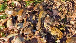 Benshausen: Krötenhasser haben wieder zugeschlagen