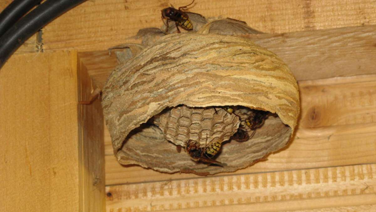 Wespenvölker: Wespenvölker bewohnen Nest nur ein Jahr