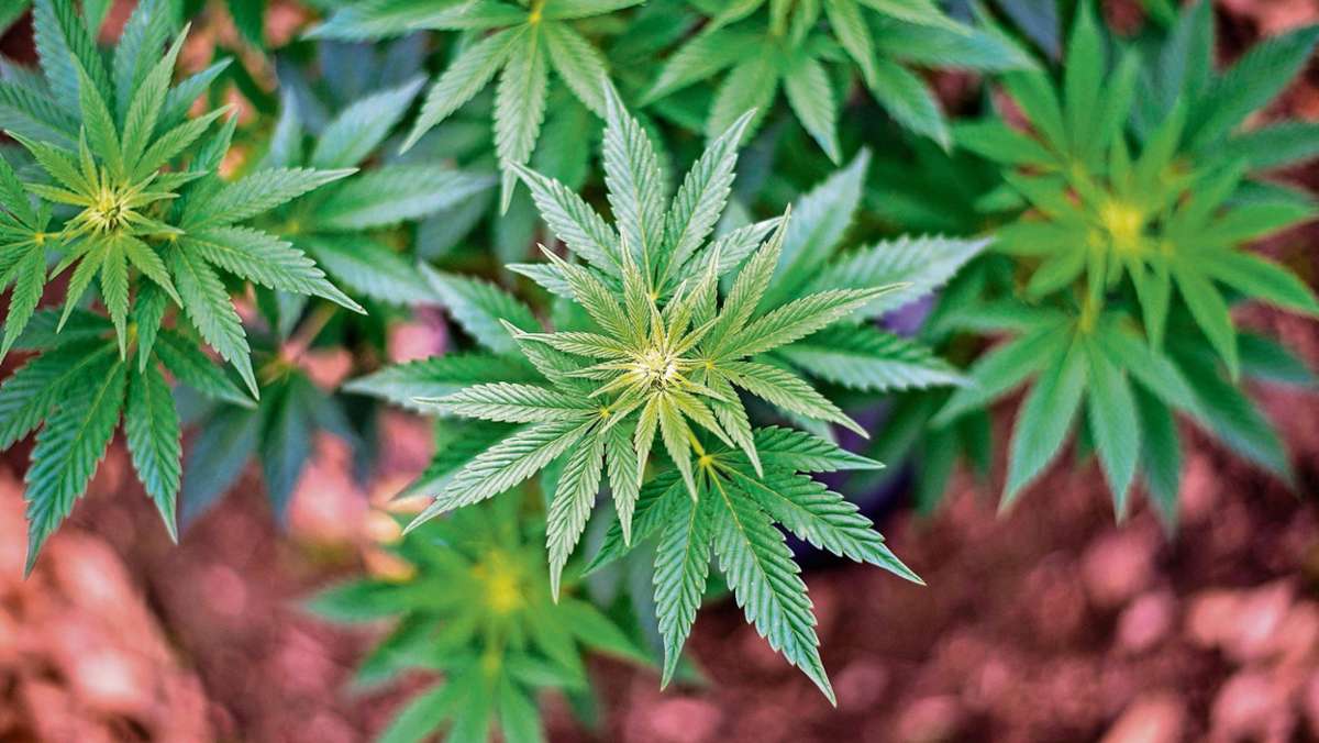 Hildburghausen: 50 Cannabispflanzen in Hildburghäuser Gartenhaus entdeckt