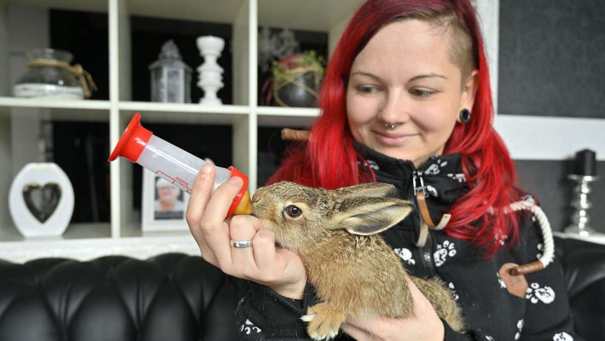 Kaninchen-Nothilfe: Feldhasen-Babys mit Flasche aufgepäppelt