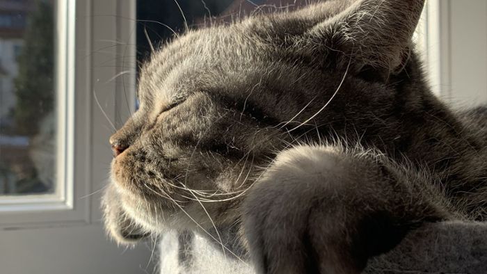 Welttag der Katze: Ihre Samtpfoten erobern die Zeitung