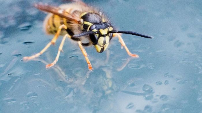 Allergischer Schock nach Insektenstich - Transporter kommt von Straße ab