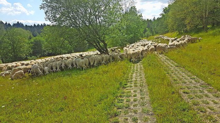 Aus für Schafhaltung – Aus für Biotoppflege?