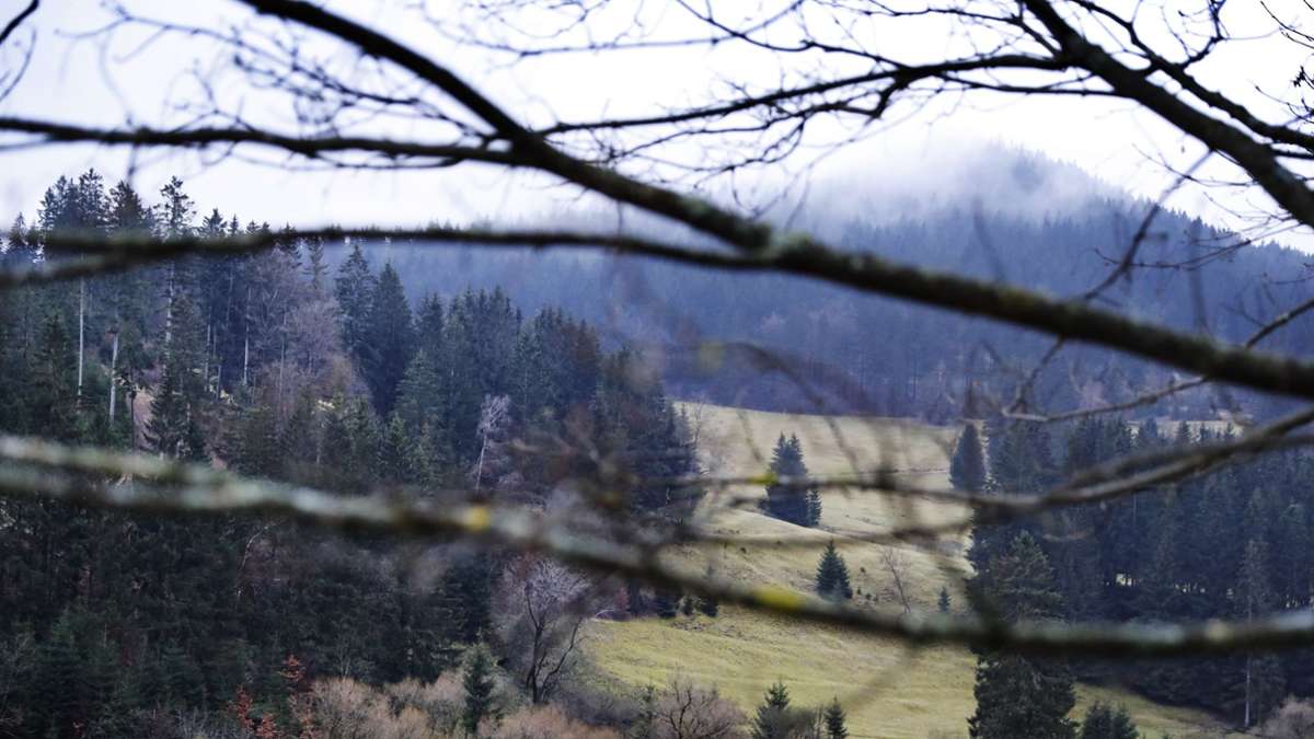 Steinbach-Hallenberg: Land kauft großen Forst am Ruppberg
