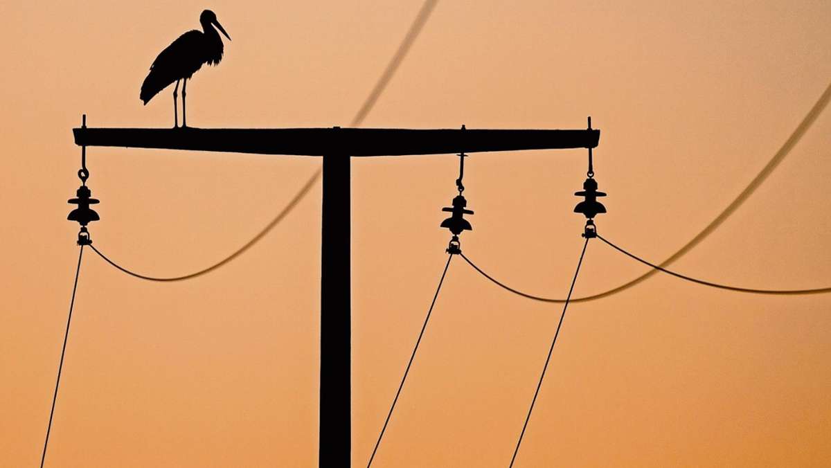 Nachbar-Regionen: Storch stirbt durch Stromschlag: Netzbetreiber rüstet Leitung nach
