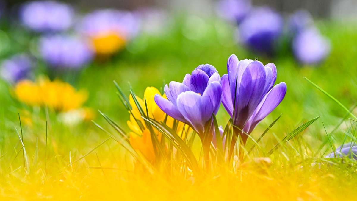 Wetter: Pünktlich zum Frühlingsstart vielerorts warm und sonnig