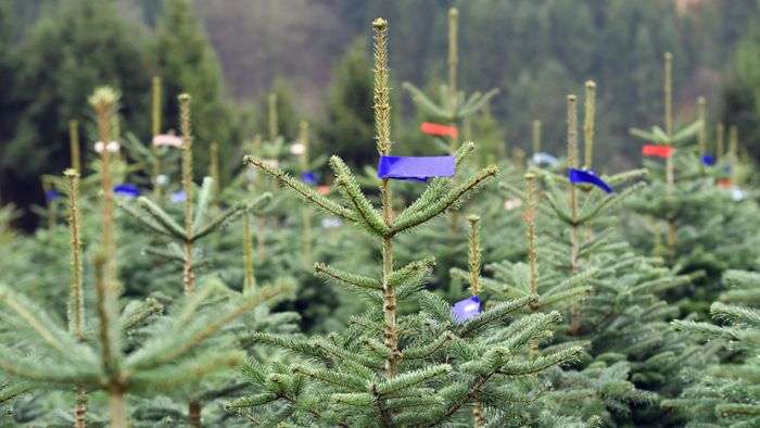 Moers in Nordrhein-Westfalen: Unbekannte stehlen 76 Weihnachtsbäume