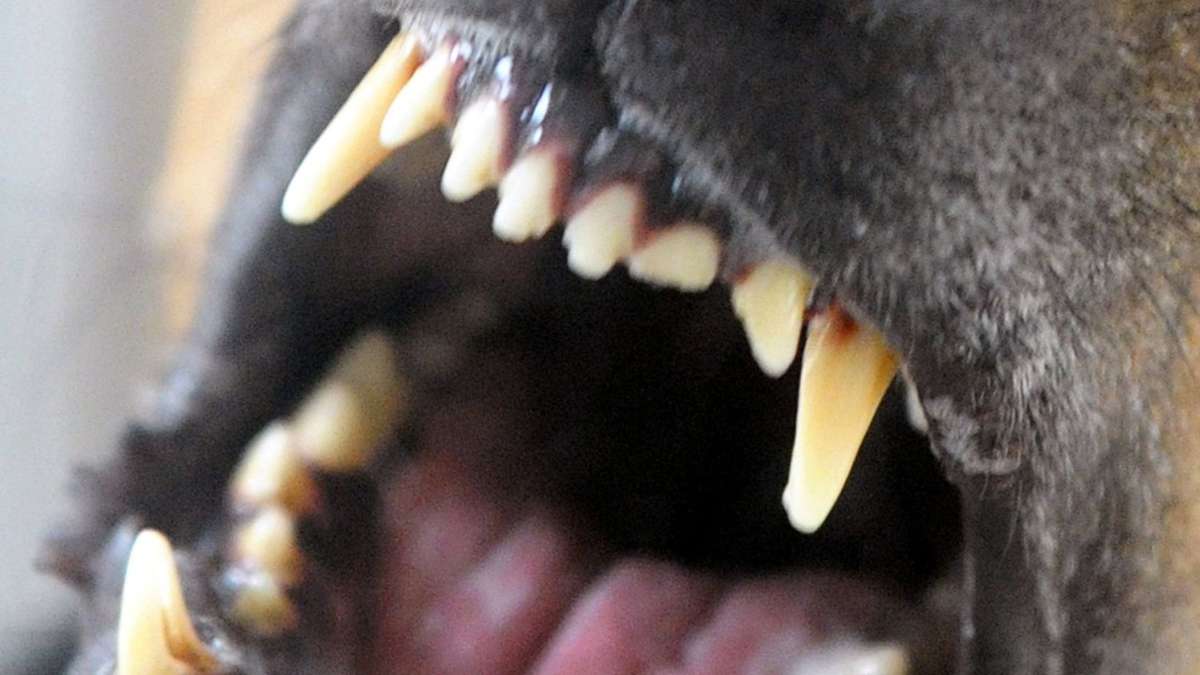 Amtsgericht Bad Salzungen: Prozess um Hunde-Attacken