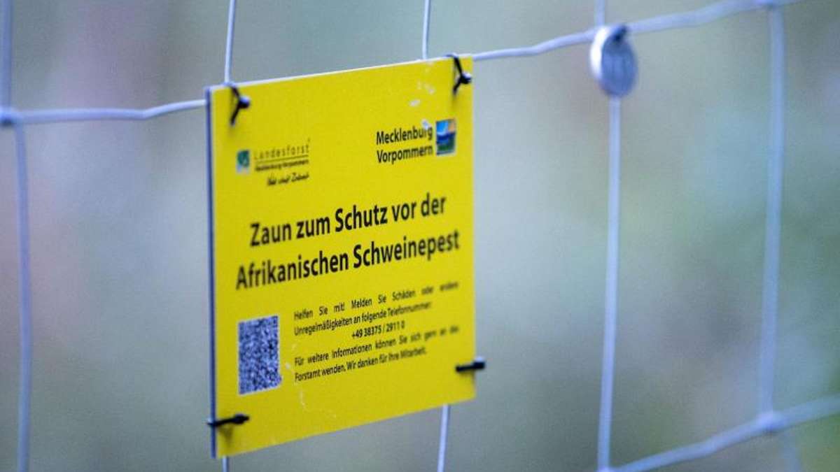 Nachbar-Regionen: Zweites Bundesland betroffen: Schweinepest auch in Sachsen
