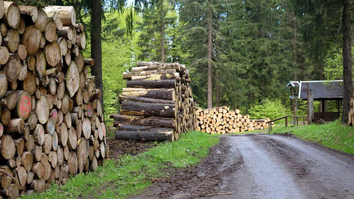 Holz wird wieder besser bezahlt: Borkenkäfer macht für   dieses Jahr die Mücke