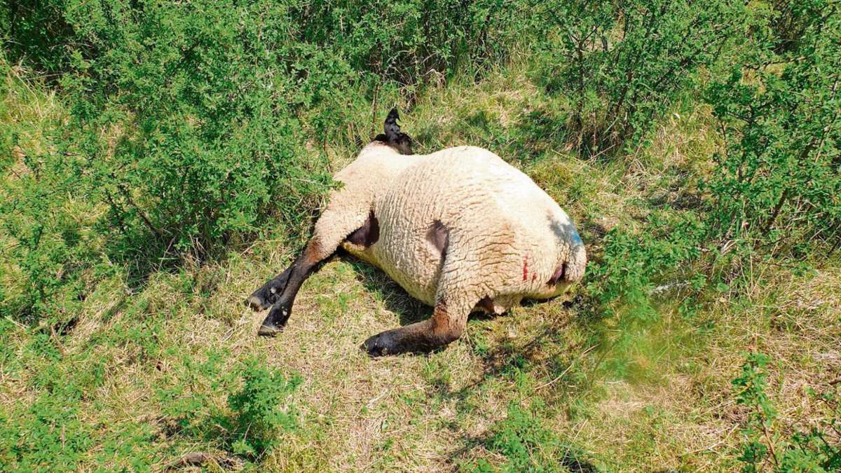 Thüringen: Erneut sind Schafe bei Ohrdruf gerissen worden