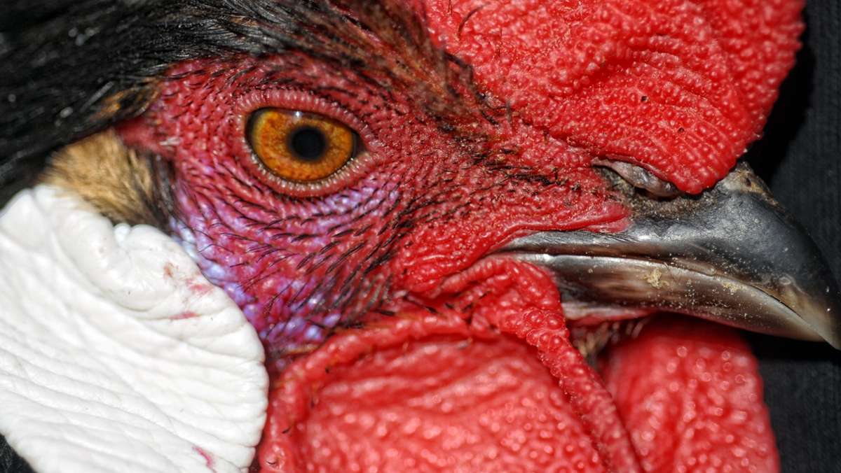 Vogelgrippe: Rassegeflügel: Slusia-Schau erneut abgesagt