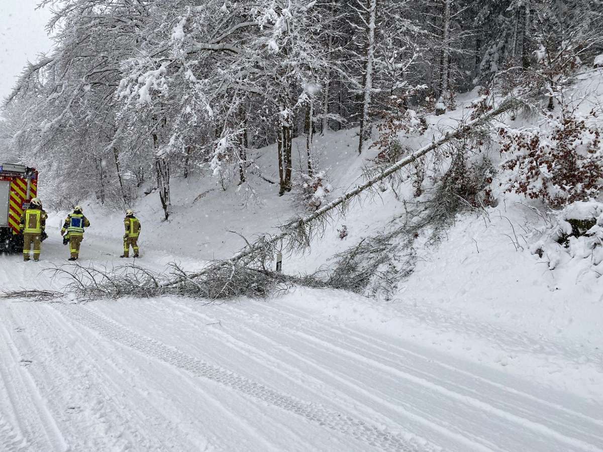 Schwerer Schnee lässt Bäume brechen. Foto: Steffen Ittig