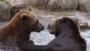 Auf der Insel Hokkaido: Japanischer Karatekämpfer treibt Bären mit Tritten in die Flucht