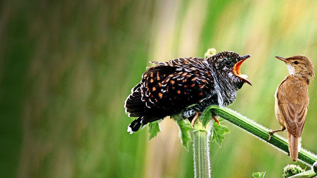 Vogelgezwitscher: Bei denen piept’s ja wohl