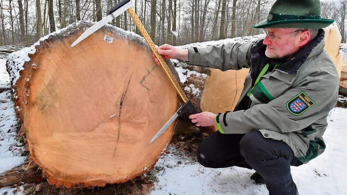 Thüringen: Eine Eiche bringt höchsten Preis bei Holzversteigerung