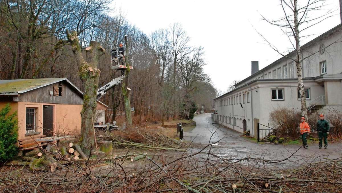Ilmenau: 32 Bäume werden für Hochwasserschutz gefällt