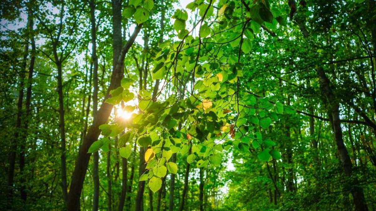 Thüringen: Waldbaden: Wenn Bäume zum Wellness-Mekka werden