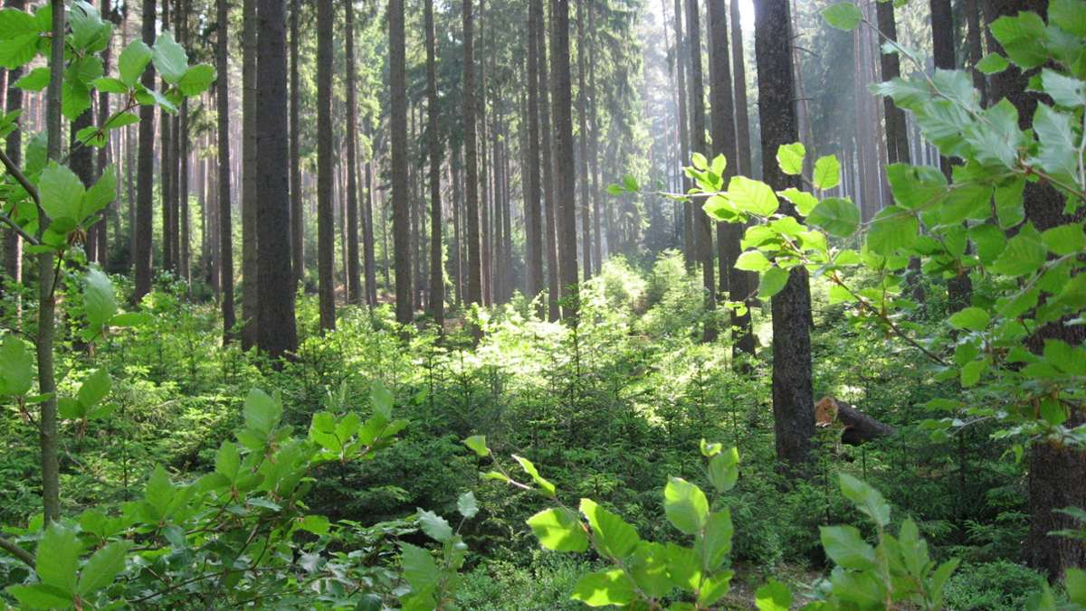 Naturerbe Pleß: Mit Genuss und Respekt durch den Wald