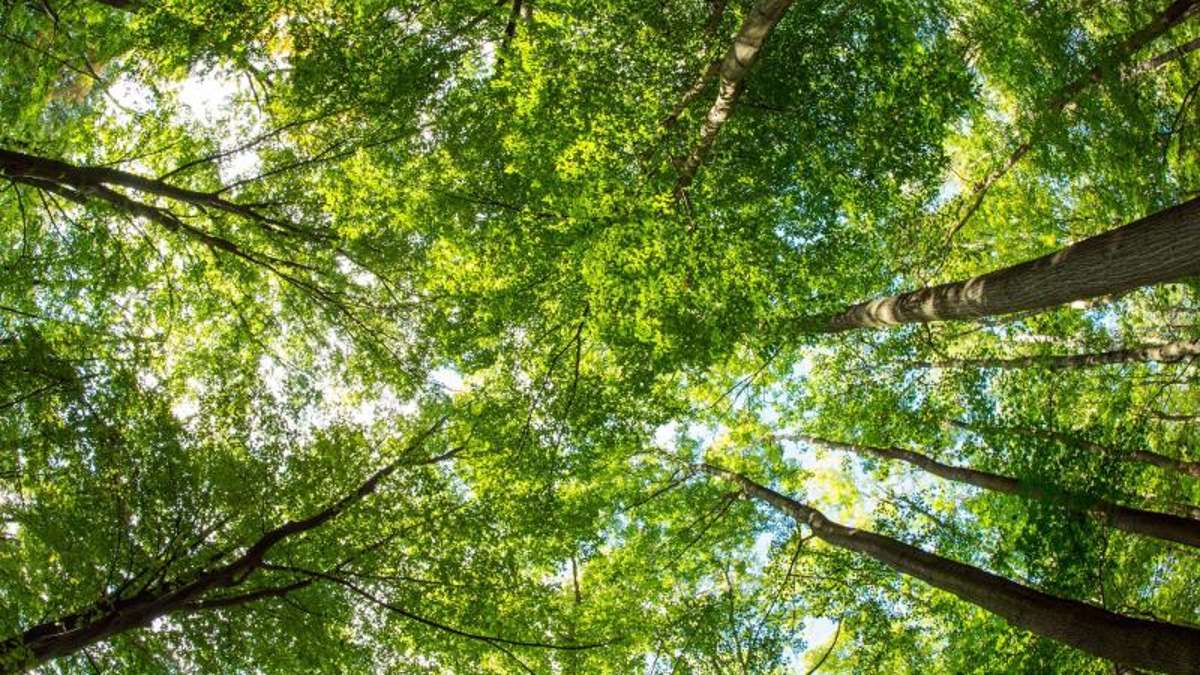 Thüringen: Exotenbäume sollen Thüringens Wälder klimarobuster machen