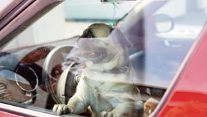Erneut wird Hund in überhitztem Auto zurückgelassen