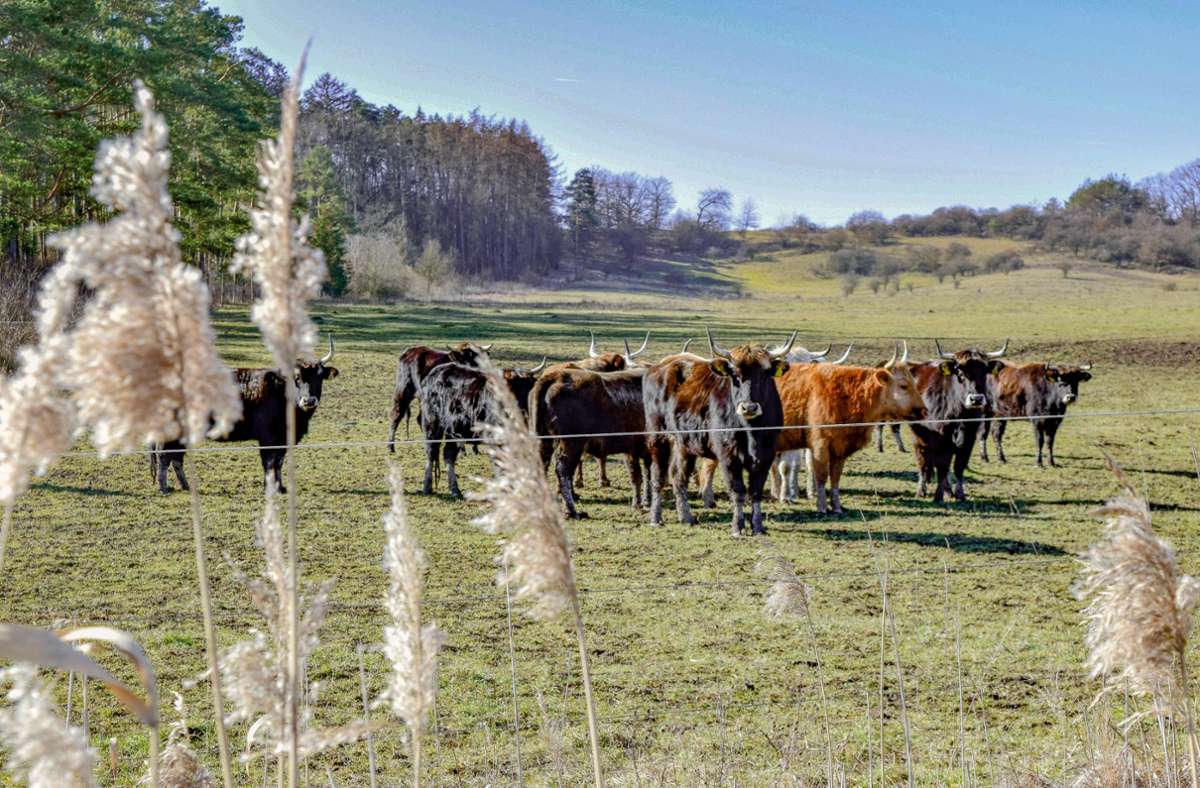 Robuste Rinder weiden  am Grünen Band – insgesamt zwei solcher naturbelassenen Hutelandschaften betreibt der Streufdorfer Agrarbetrieb. Foto: Birgitt Schunk