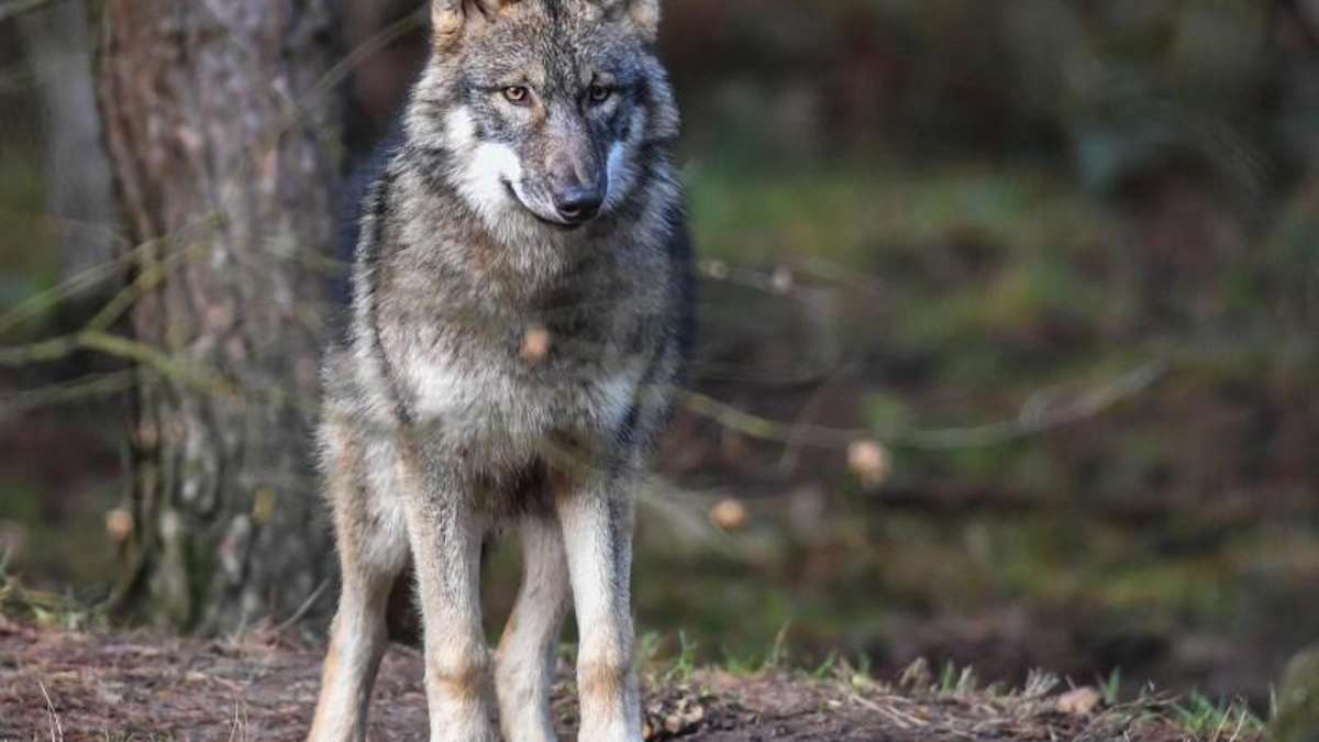Thüringen: Umweltverbände: Erlaubnis zur Wolfstötung verstößt gegen Naturschutz