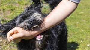 Erhebliche Verletzungen: Hund fällt Radler auf Waldweg an