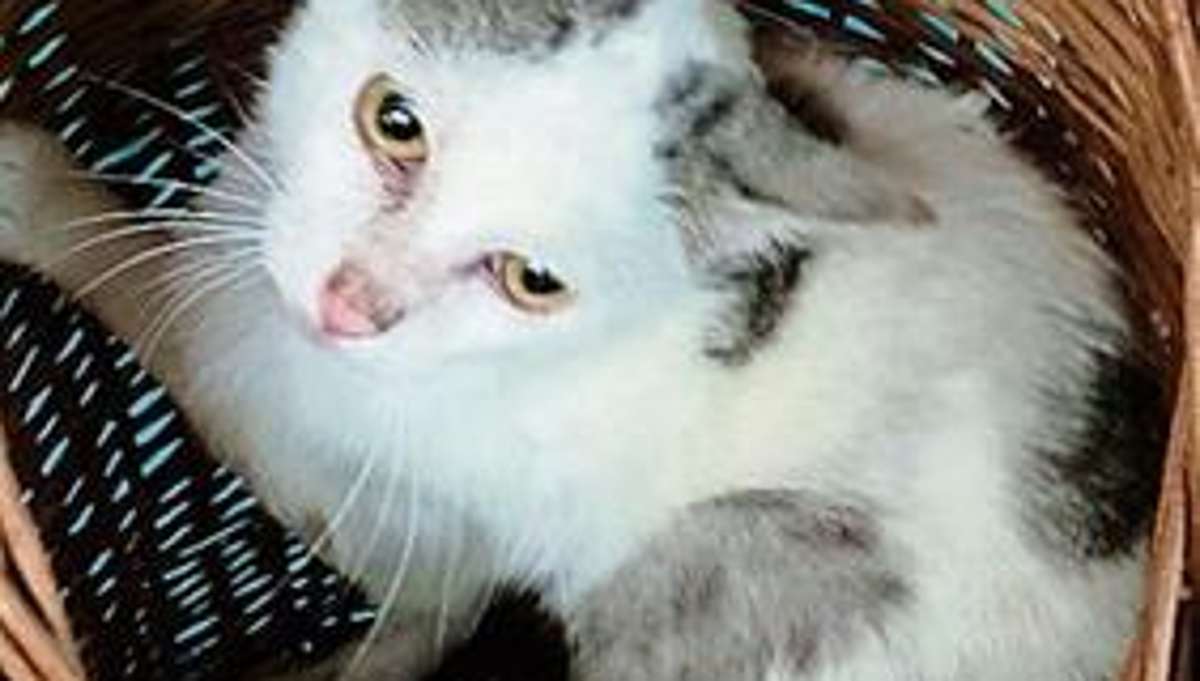 Ilmenau: 50 gerettete Katzen suchen dringend ein Zuhause