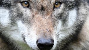 Gentest bestätigt: Wolf von Deicheroda ist ein Hesse