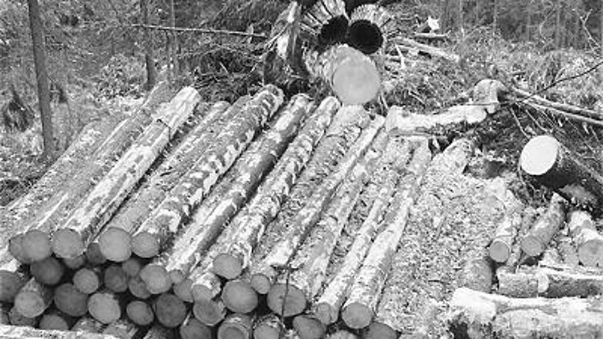 Suhl/ Zella-Mehlis: Gefahrenquelle: Ungeschältes Holz