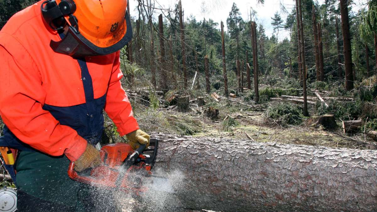 Schleusingerneundorf: Umfangreiche Arbeiten im Forst geplant