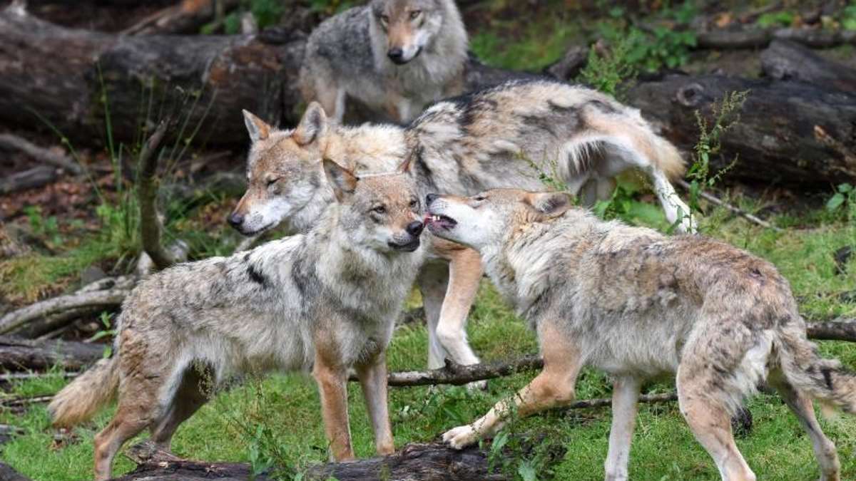 Thüringen: Ministerium: Bislang keine Hinweise auf Wolfsrudel in Thüringen