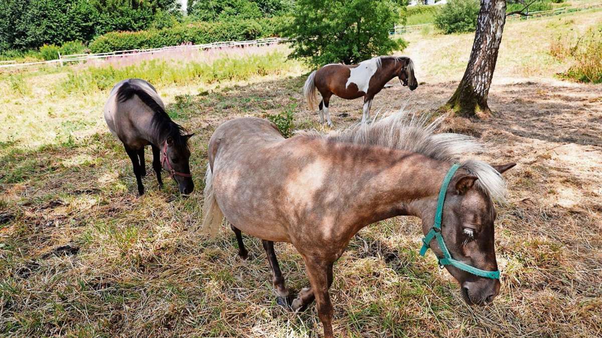 Zella-Mehlis: Nach den Ponys soll es eine Waldschänke geben