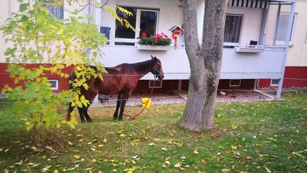 Ilmenau: Pferd ordnungsgemäß vor Ilmenauer Wohnblock geparkt